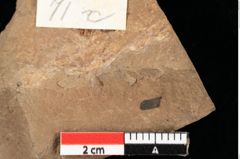 Foto (Detailansicht) von Xylomites pistaciae Ettingshausen (NHMW-GEO-2024-0188-0071c)